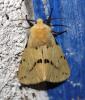 Spilosoma lutea
